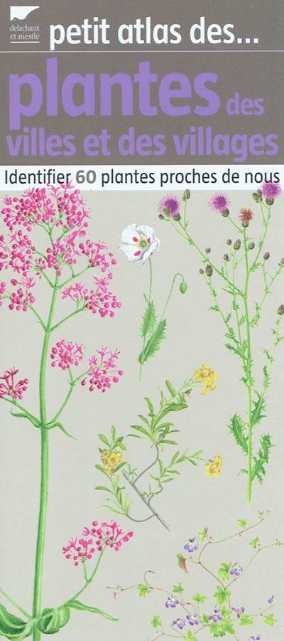 Petit atlas des plantes des villes et des villages : identifier 60 plantes proches de nous