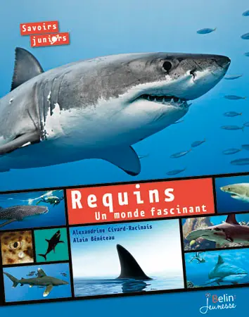 Requins, un monde fascinant