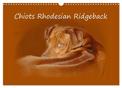 Chiots Rhodesian Ridgeback...