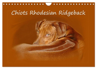 Chiots Rhodesian Ridgeback...