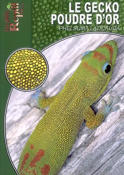Le gecko poudre d'or : Phelsuma laticauda