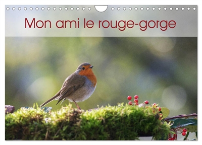 Mon ami le rouge-gorge...