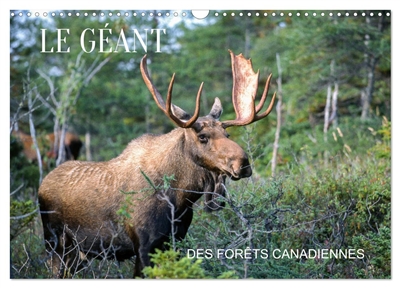 LE GEANT DES FORETS CANADIENNES (Calendrier mural 2026 DIN A3 vertical), CALVENDO calendrier mensuel : 13 nouvelles photos d'orignaux prises au Canada