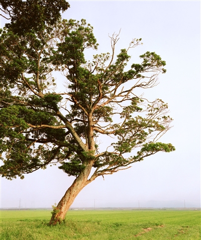 Tsunami trees