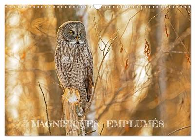 Magnifiques Emplumés (Calendrier mural 2026 DIN A3 vertical), CALVENDO calendrier mensuel : 13 photos d'oiseaux sauvages du Québec