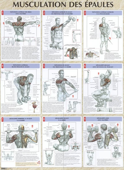 Musculation des épaules