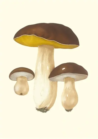 Champignons comestibles et vénéneux : carnet