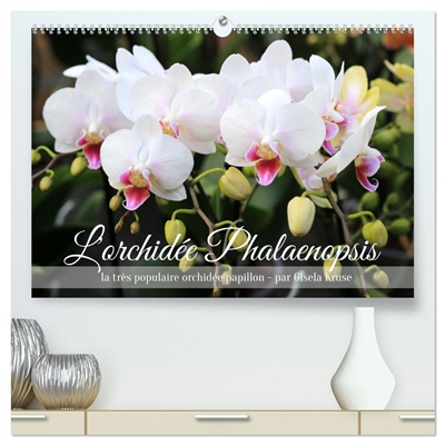 L'orchidée Phalaenopsis...