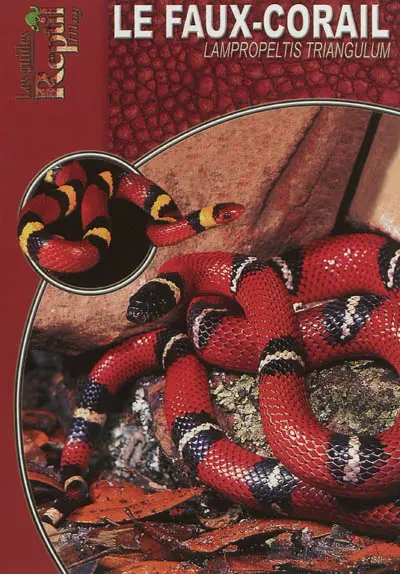 Le faux-corail : Lampropeltis triangulum