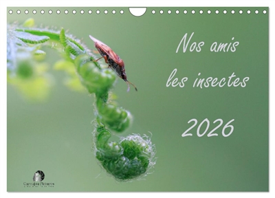 Nos amis les insectes...