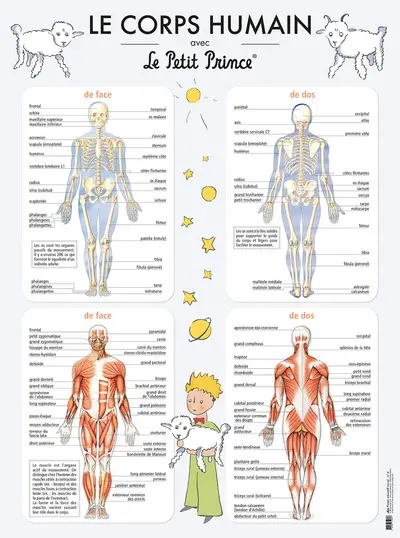 Le corps humain avec le Petit Prince