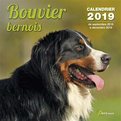 Bouvier bernois :...