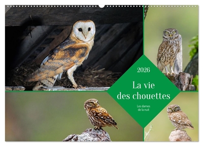 La vie des chouettes, les...
