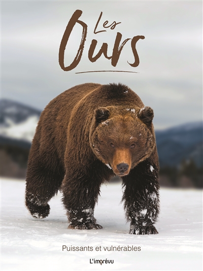 Les ours : puissants et vulnérables