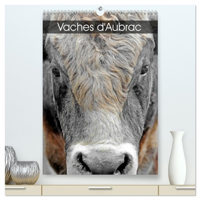 Vaches d'Aubrac (Calendrier...