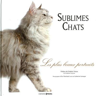 Sublimes chats : les plus beaux portraits