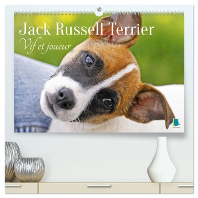 Jack Russell Terrier : vif...