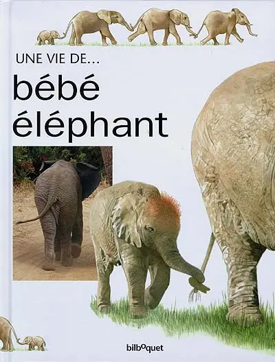 Bébé Eléphant