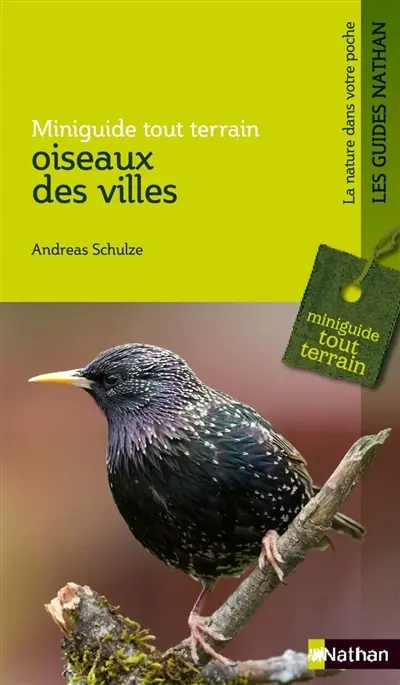 Oiseaux des villes