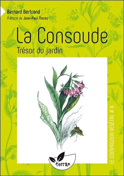 La consoude, trésor du jardin