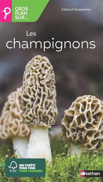 Gros plan sur... les champignons