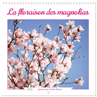 La floraison des magnolias...