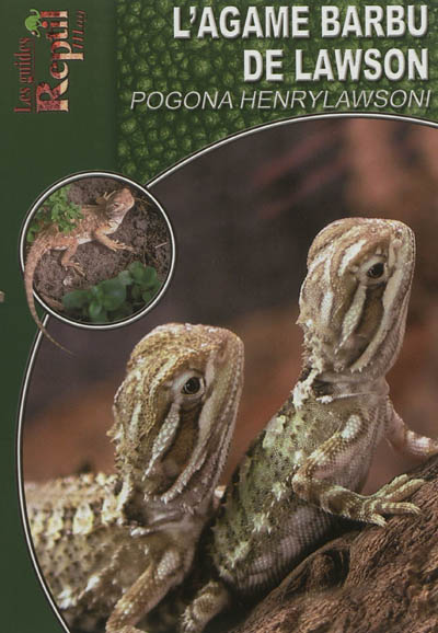 L'agame barbu de Lawson : Pogona henrylawsoni