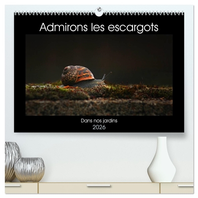 Admirons les escargots...