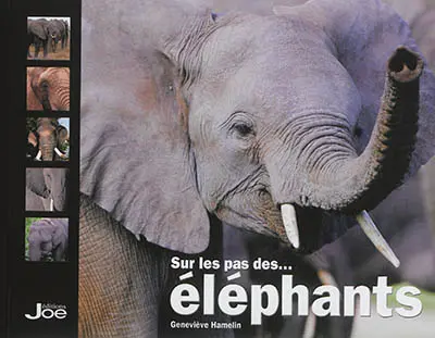Sur les pas des... éléphants