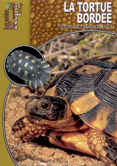 La tortue bordée : Testudo marginata