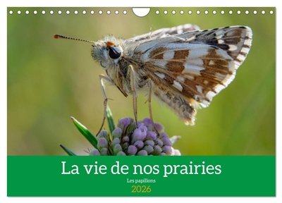 La vie de nos prairie, les papillons (Calendrier mural 2026 DIN A4 vertical), CALVENDO calendrier mensuel : Promenade dans nos prairies