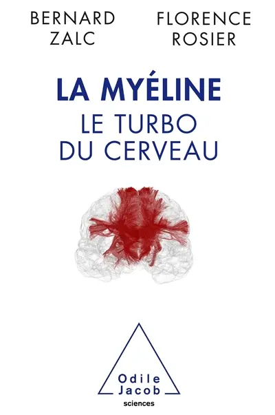 La myéline, le turbo du cerveau