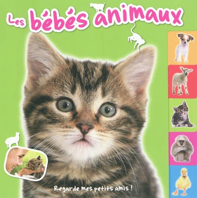 Les bébés animaux : les chats