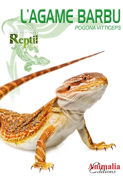 L'agame barbu : pogona vitticeps