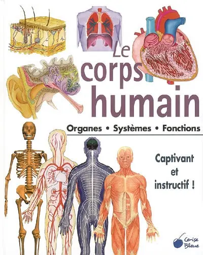 Le corps humain : organes, systèmes, fonctions
