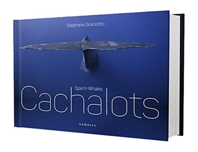 Cachalots. Sperm whales