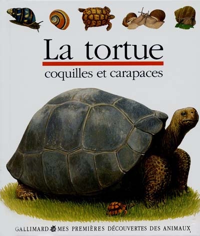 La tortue coquilles et carapaces