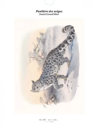 Panthère des neiges