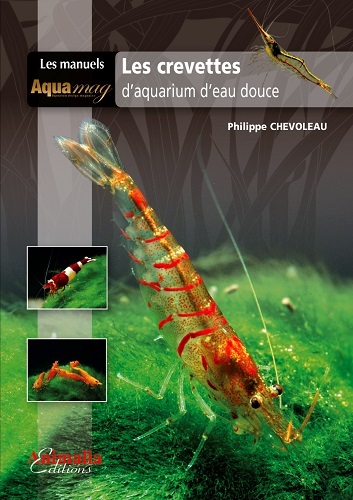 Les crevettes : d'aquarium d'eau douce