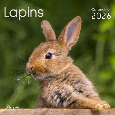 Lapins : calendrier 2026 :...