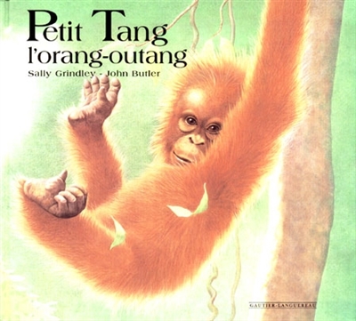 Petit Tang, l'orang-outang
