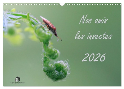 Nos amis les insectes...