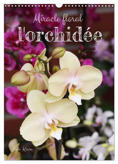 Miracle floral l'orchidée...