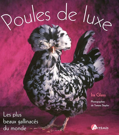 Poules de luxe : les plus beaux gallinacés du monde